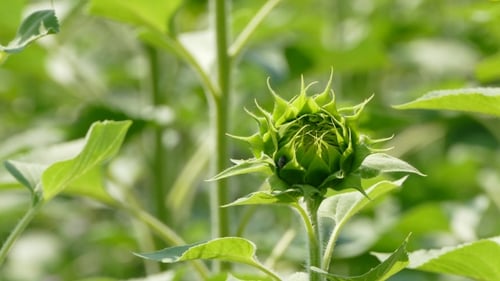 Unbudded Sunflower Growing In The Field