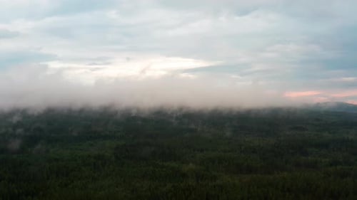 White Thick Fog Above Tall Pine Trees in the Forest
