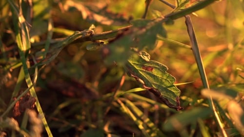 Frische grüne Blätter auf einem Hintergrund bei Sonnenuntergang