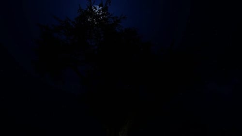 Animated Night Sky with Moon and Tree Silhouette