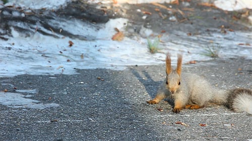 Squirrel