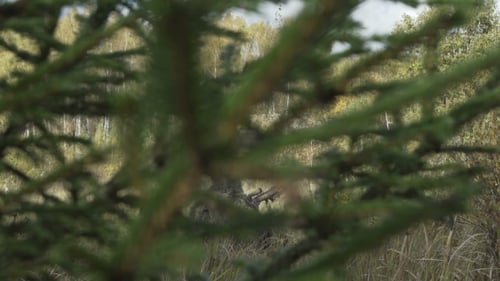 Sniper Rifle In a Protective Suit Leaves
