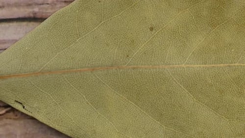 Dried bay leaves texture