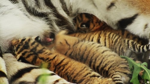 Cubs Fighting For a Milk