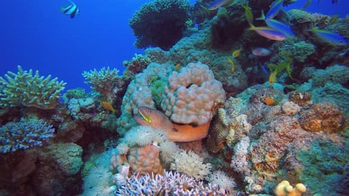 Moray Eel and Fish in Coral Reef