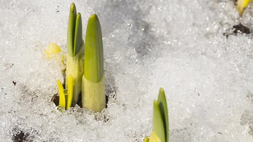 Springtime Plant Sprouts Growing through Melting Snow