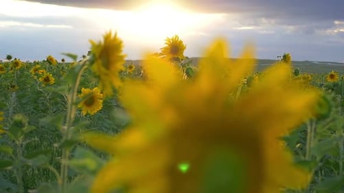Field Of Sunflowers 2