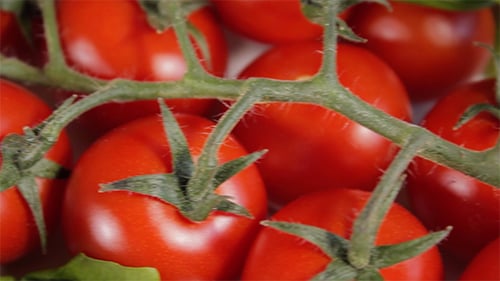 Tomatoes and Basil Ingredients Close Up View