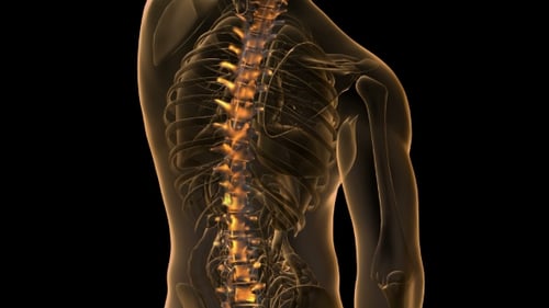 Animated Human Spine with Glowing Vertebrae Medical Study