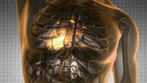 Anatomy Scan Of Human Heart