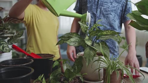 Watering Home Plants At Home