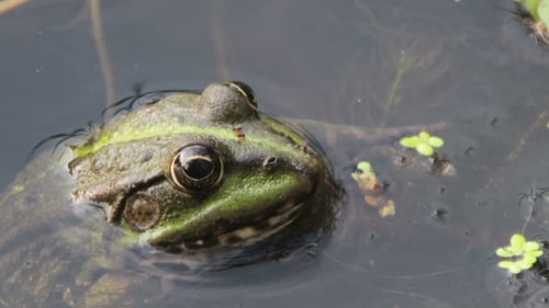 Frog Sitting In The River
