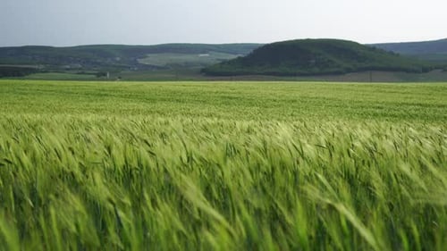 Green Wheat Field in Countryside Close Up