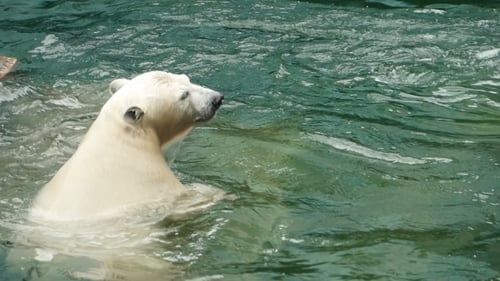 Eisbär schwimmt und taucht