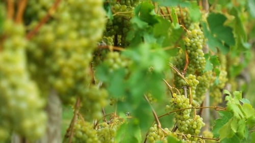 Uvas brancas, vinhedo