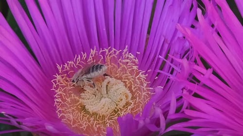 Bee collecting pollen from flower
