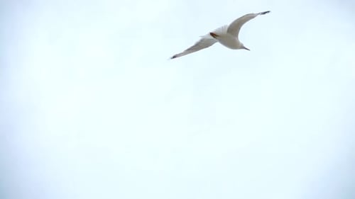 Seagull Glides Through Sky on Sunny Day
