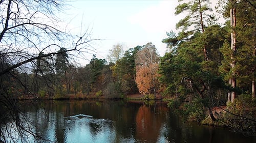 Enten auf dem Autumn Lake