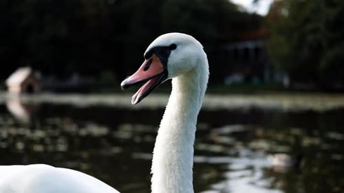 Majestic White Swan on a Calm Lake