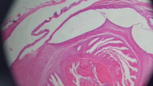 The Cell Tissue Under a Microscope