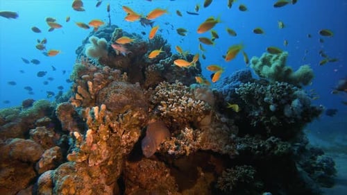 Reef Marine Scene