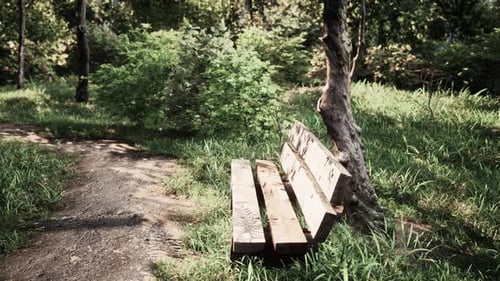 Bench in the Summer Park with Old Trees and Footpath