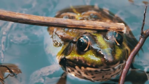 Stroking His Stick On The Back Of Frog In The River