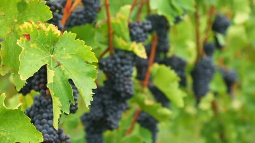 Grappes de raisins rouges