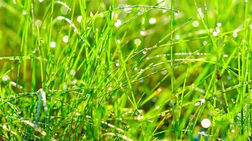 Gras mit Tautropfen bei Sonnenaufgang.