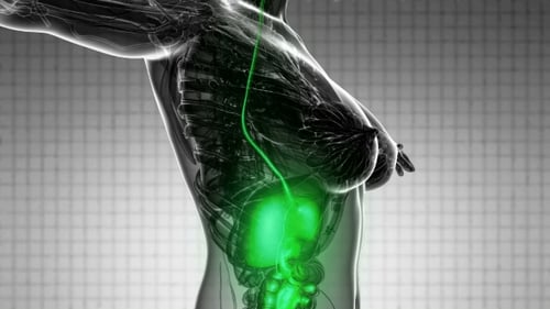 3D Human Digestive System Medical Technology Animation