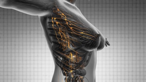 Anatomy Of Woman Limphatic System