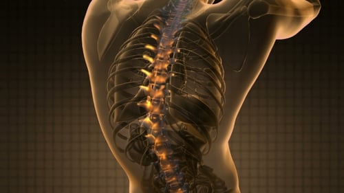 3D Human Spine Anatomy with Glowing Nerve Energy Animation