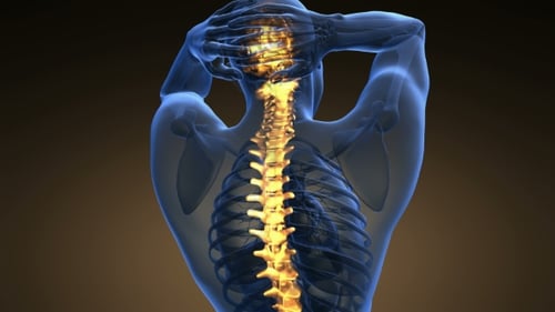 3D Animated X-Ray of Human Spine and Vertebrae