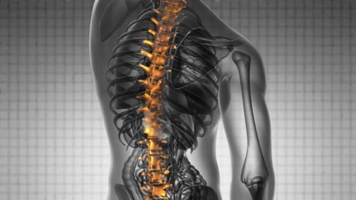 Human Spine Anatomy with Glowing Vertebrae Animation