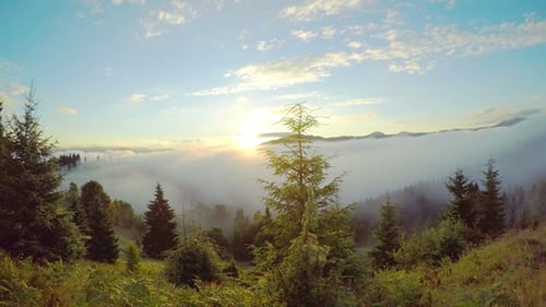Sunrise Over Mountains with Fog and Pine Trees