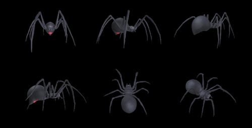 Spooky Spider - Black Widow - Walk Loop - Pack of 6