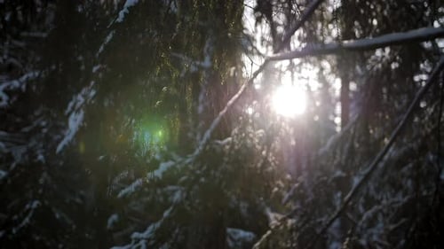 Sonnenlicht im Wald