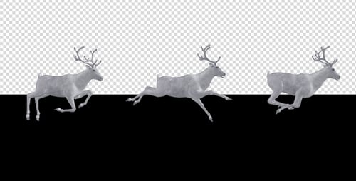 White Reindeer - Passing Screen - Side View - 4K