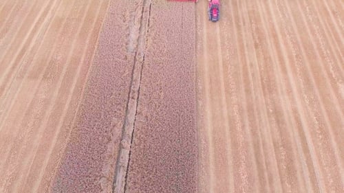 Combine Harvester Harvesting Wheat Field from Above