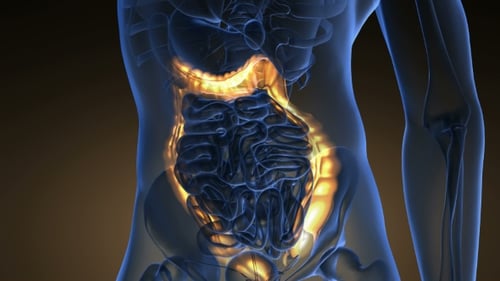 3D Animation of Glowing Human Intestines and Digestive System