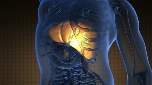 Anatomy Scan Of Human Liver