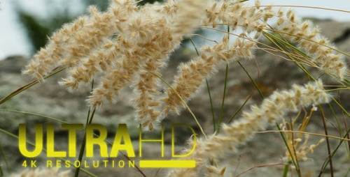 Beautiful Mountain Flowers 4