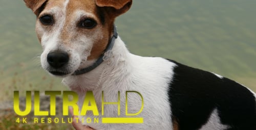 Chien après avoir nagé 1