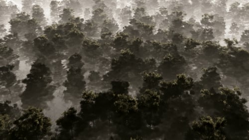 Flying Over a Misty Pine Forest Aerial View