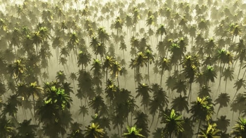 Aerial View Flying Over Misty Tropical Palm Tree Forest