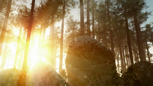 Sunlight Rays Through Forest Trees with Floating Dust Particles