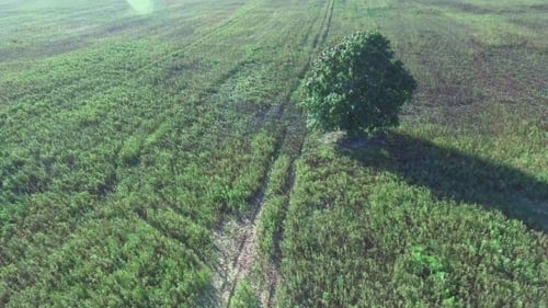 Lone Tree Standing in a Vast Green Field