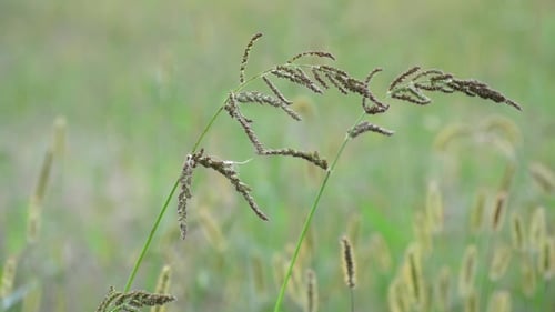 Pflanzenfläche Wiese
