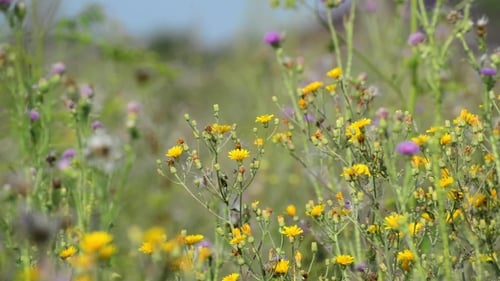 Wild Meadow Blossoming In Summer Russia