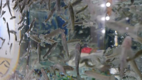 Aquarium mit roten Garra Rufa Fischen, auch bekannt als Nibble oder Doctor Fish